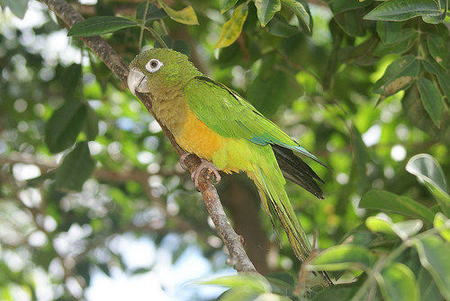 image Cactus Parakeet